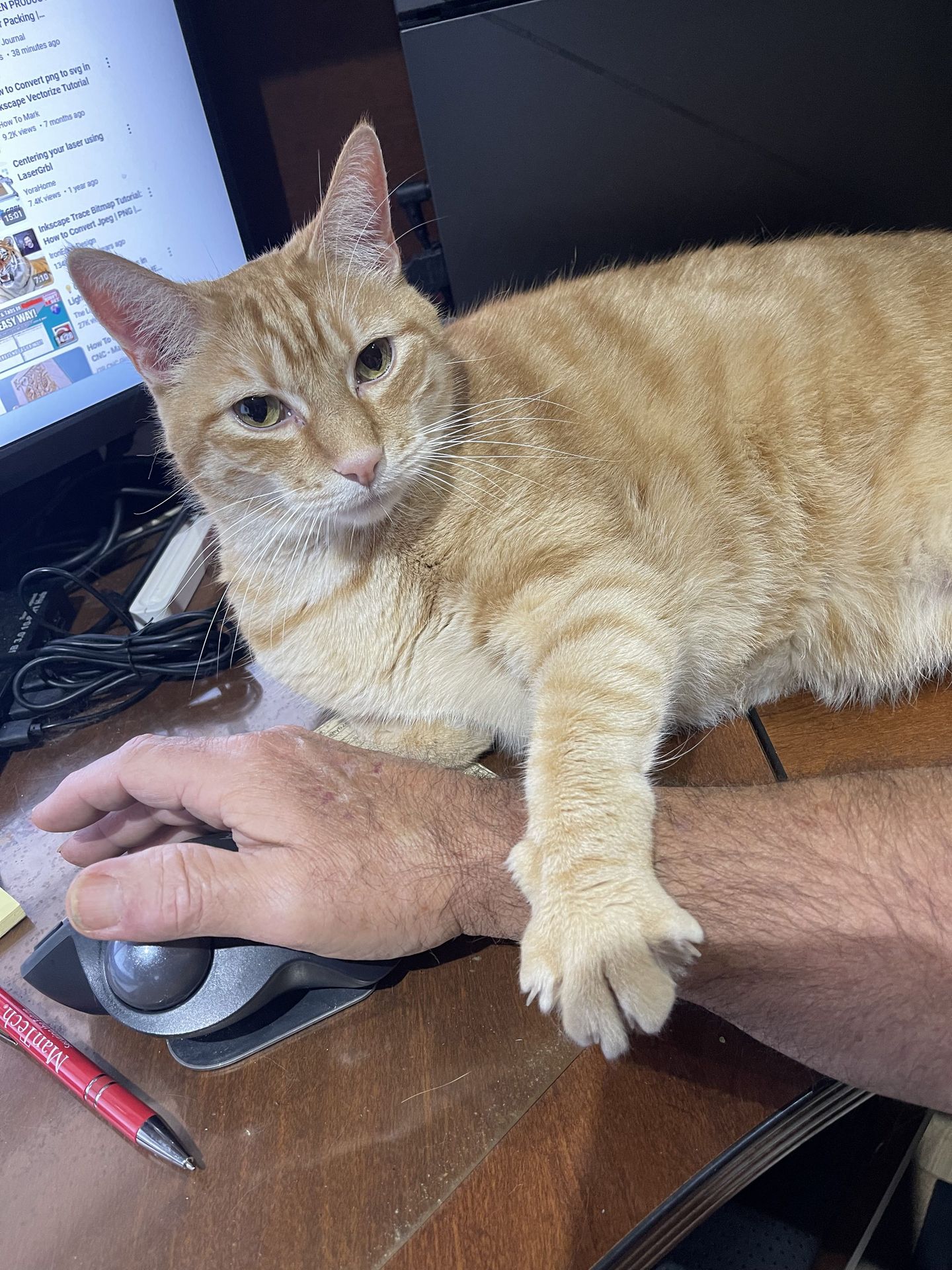Butternut