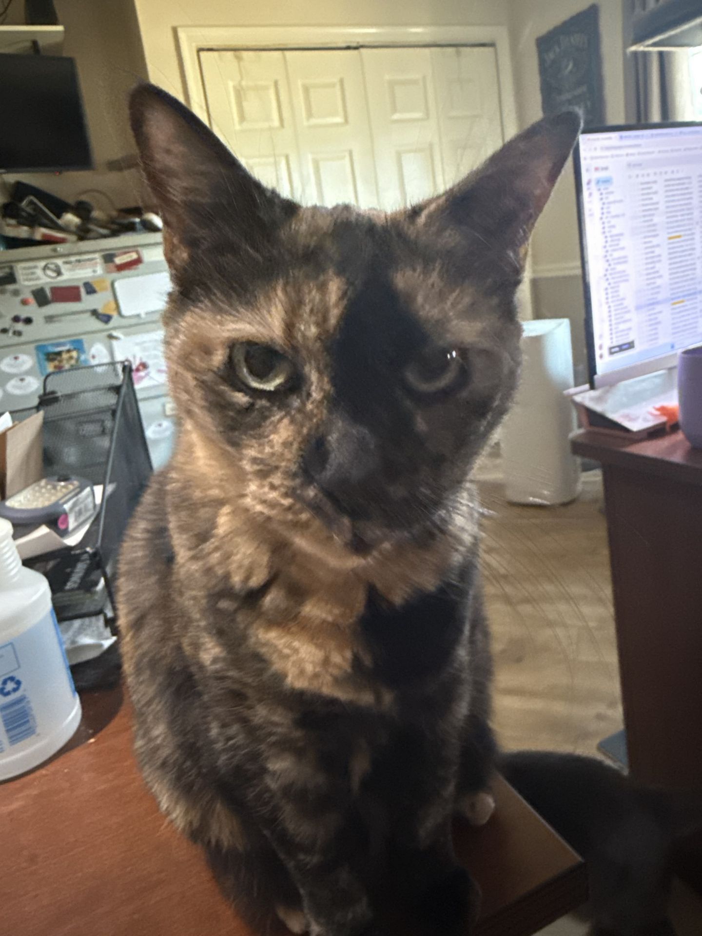 Purrs