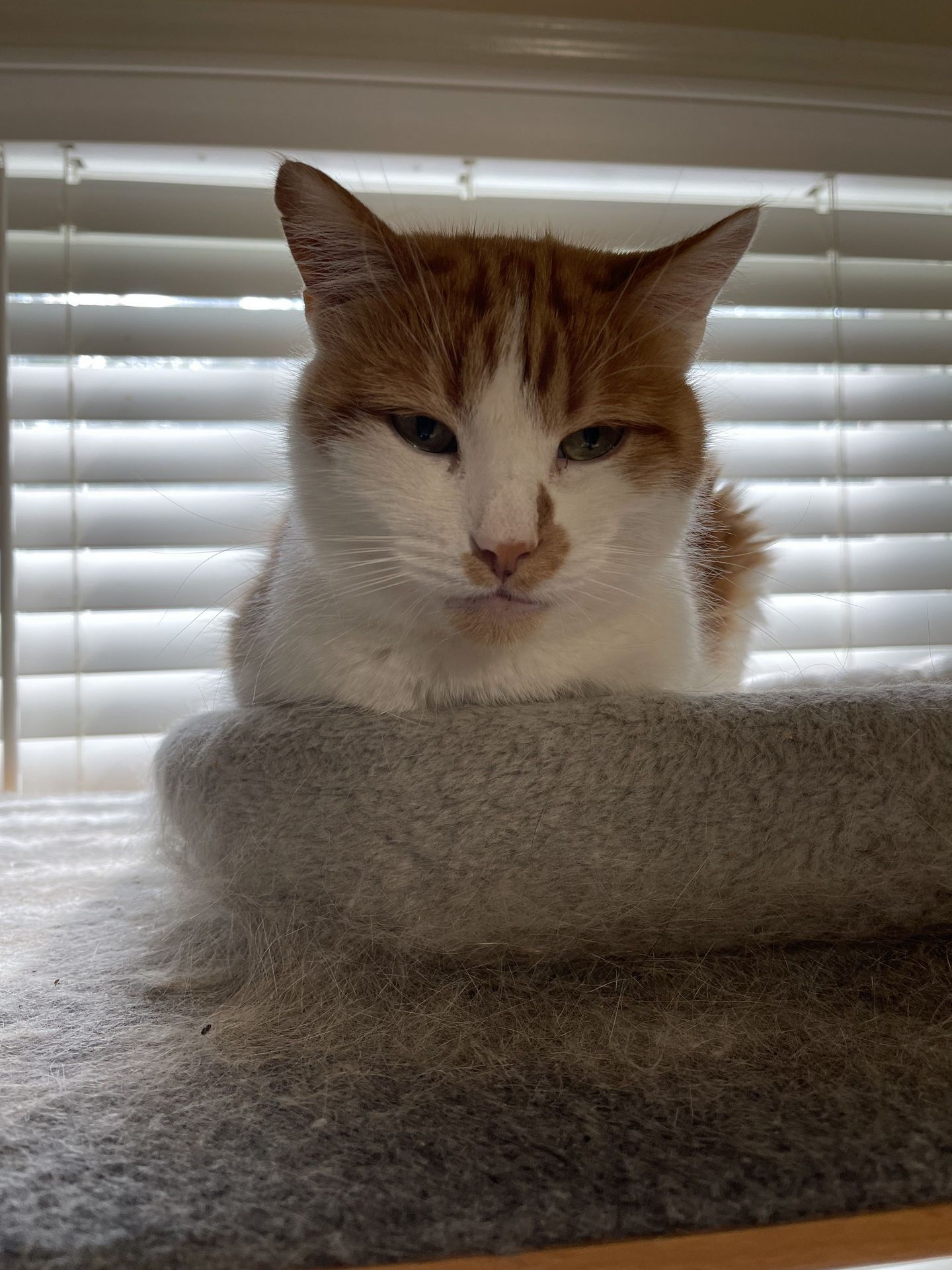 Pumba