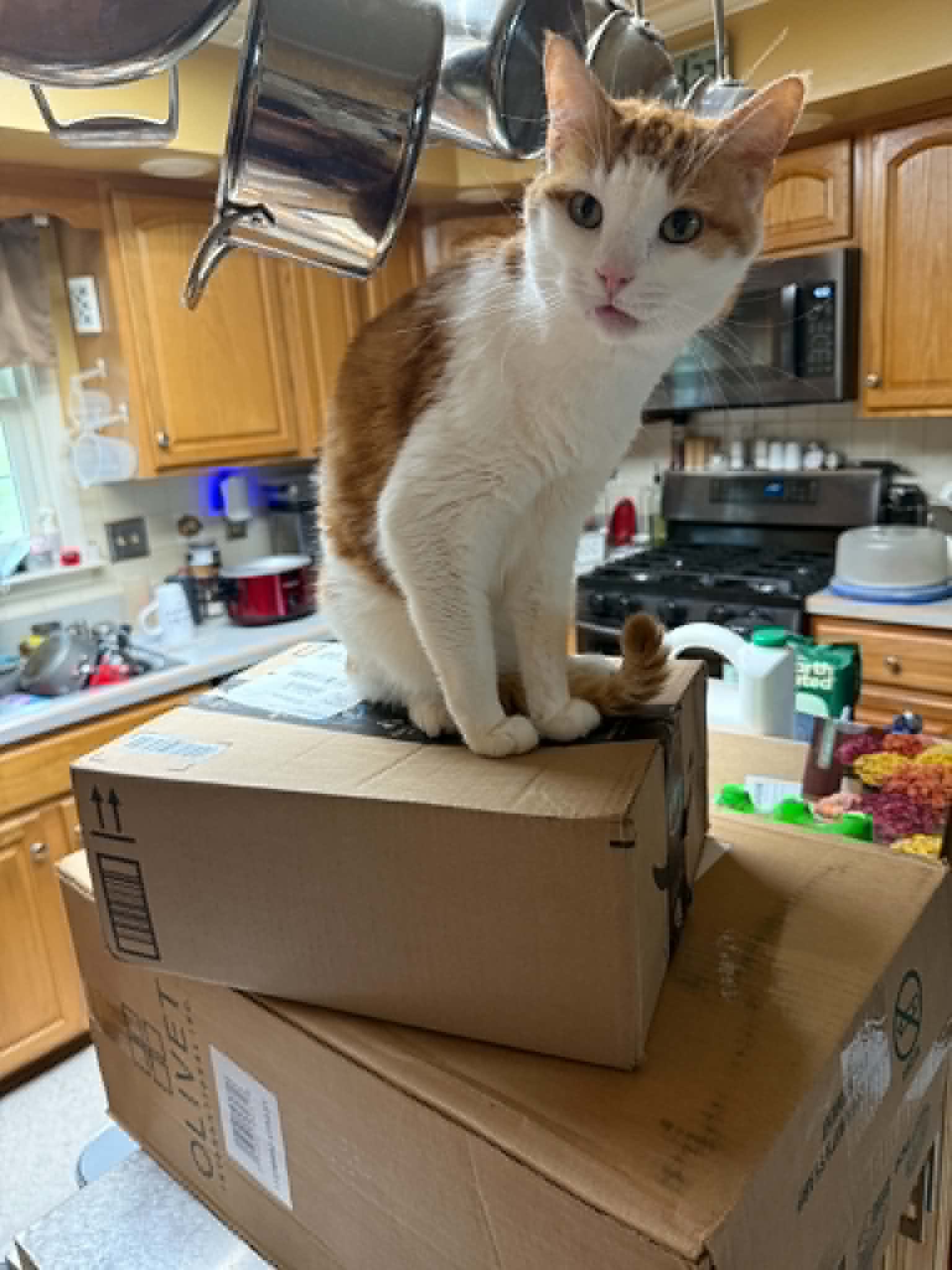 Simba
